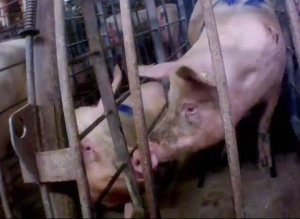 Pig Abuse Video