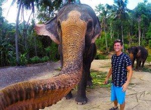 Elephant Selfie