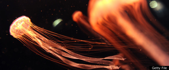 Jellyfish Nuclear Plant Shutdown Torness Uk