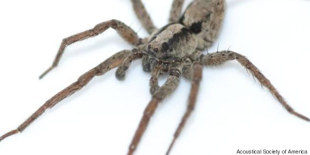 Listen To The Creepy Sounds Spiders Make When They Want Sex