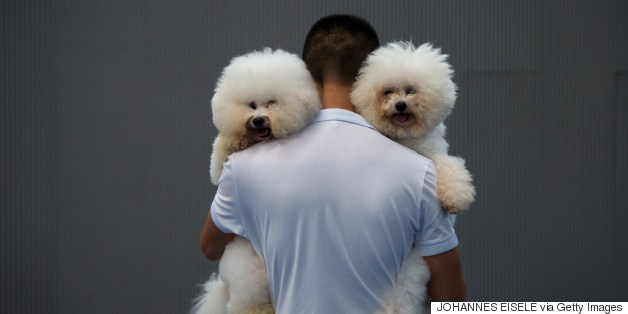 Were We Wrong About Dogs' Origins?