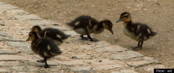 Ducklings