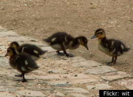 Duck, Turtle, Cat: Today In Furry Friends