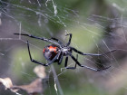 Araña viuda negra en bolsa de uvas muerde a una mujer