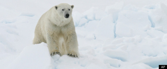 Polar Bears Global Warming