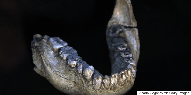 Bones Uncovered Of A New Human Ancestor That Was 'Lucy's' Neighbor