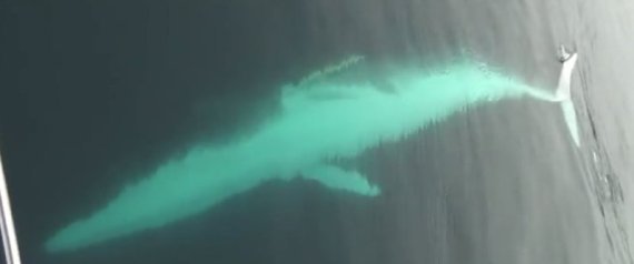 Twirling Finback Whale