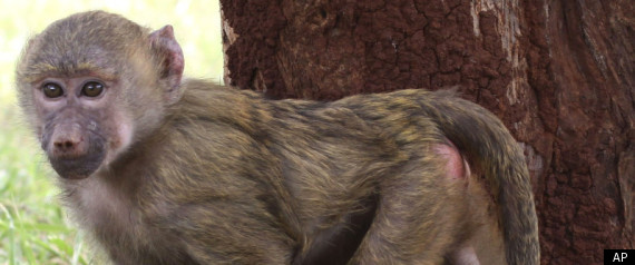 Baboon