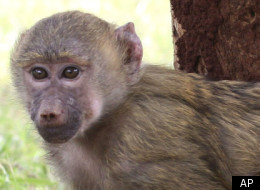 Baboon On The Run In New Jersey
