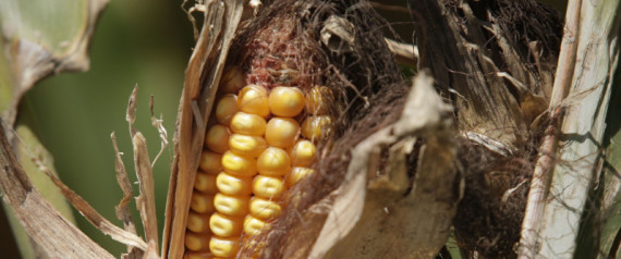Corn Prices