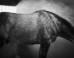Photographer Jim McKinniss Captures Equine Magic With Breathtaking Skill