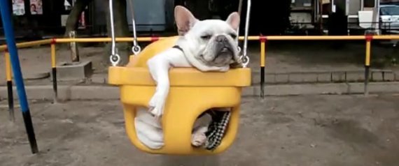 Bulldog In Swing