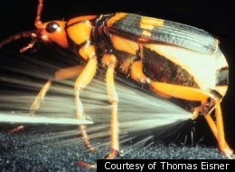 5 Advanced Technologies Still Catching Up to Invertebrates