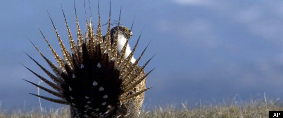 Sage Grouse
