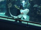 Este tiburón disfruta que le acaricien la pancita