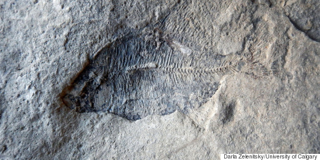 Isn't It Ironic? Creationist Finds Key Fish Fossil