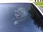 Pig Poops In Back Of Cop Car, Is All Smiles