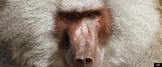 Baboon