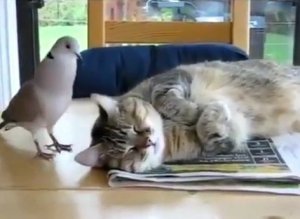 Pigeon Cat Nap