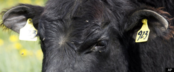 Michigan State Beef