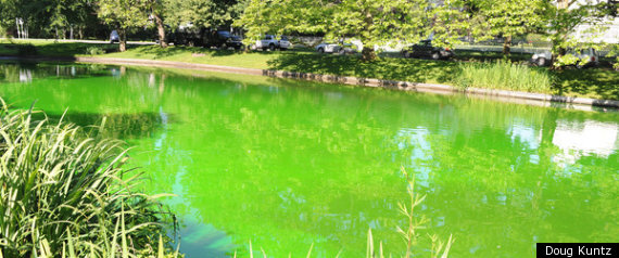 r-TOWN-POND-TURNS-GREEN-large570.jpg