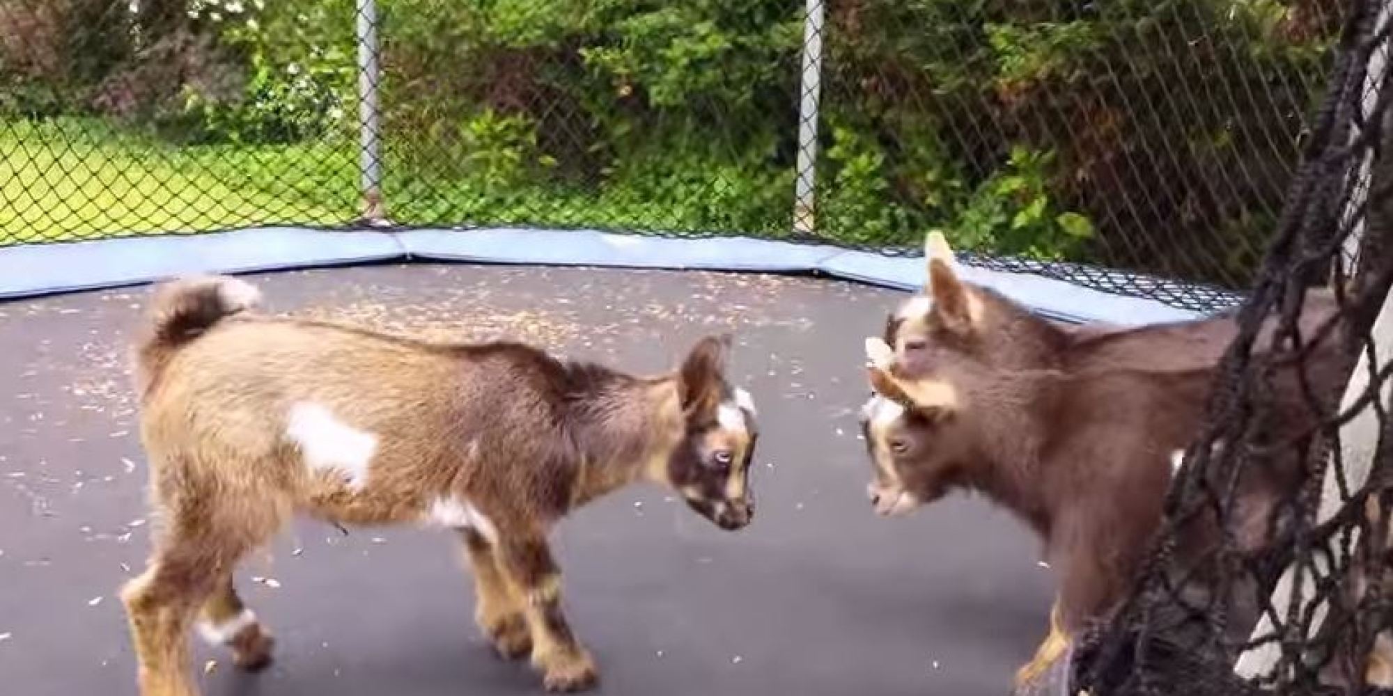 Baby Goats Jumping On A Trampoline Is The Best Thing Ever HuffPost UK