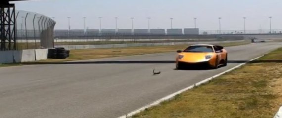 Squirrel Lamborghini