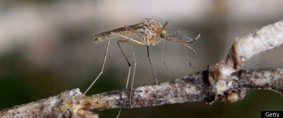 Mosquito Prevention
