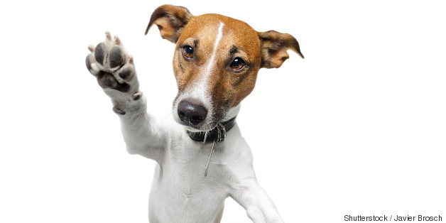 Here's Why Your Dog Isn't So Good At Video Chats