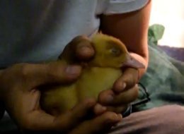 WATCH: One Man's Loving Tribute To His Duck