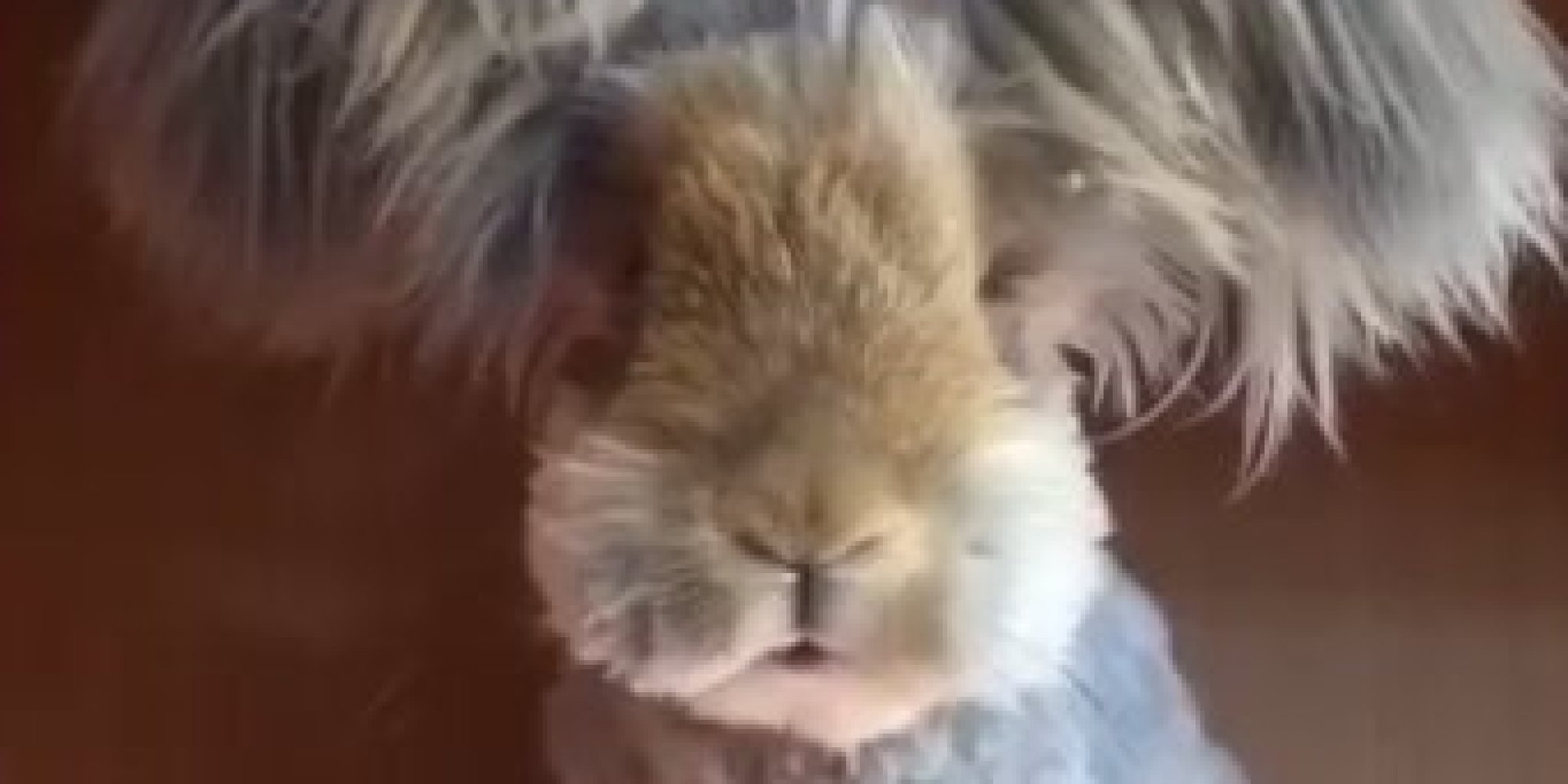 Wally The Angora Bunny Just Hopped Off Instagram And Into Our Hearts