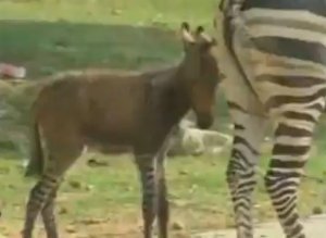 Donkra Donkey Zebra Hybrid Video