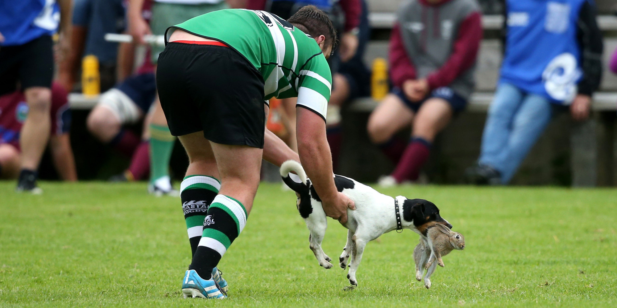 Rugby Player Catches Dog With Rabbit In Its Mouth And It Doesn't End