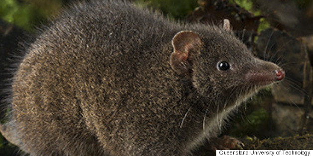 New Species Of Suicidally Sex-Crazed Marsupial May Be In Danger