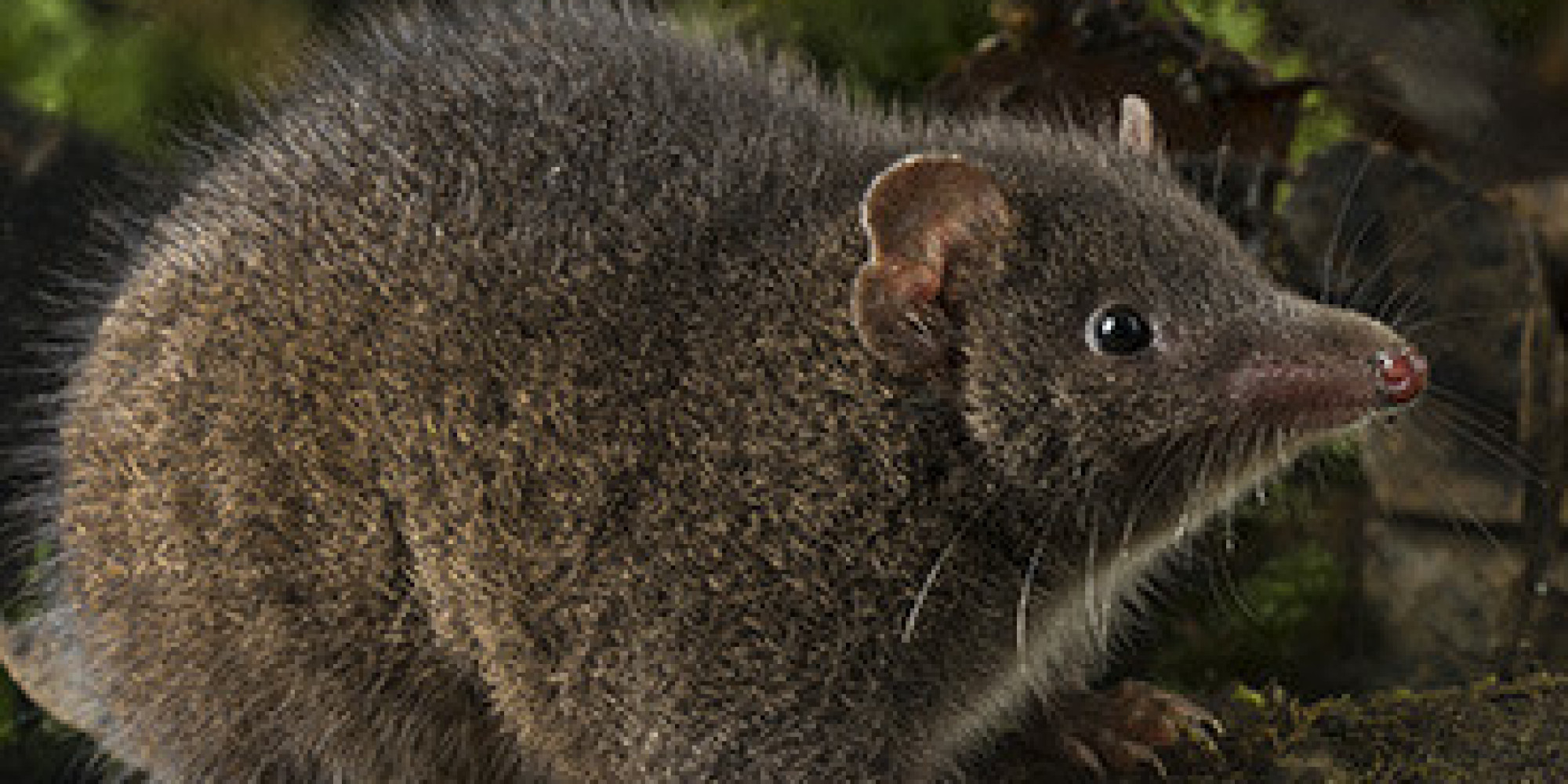 New Species Of Suicidally Sex Crazed Marsupial May Be In Danger Huffpost