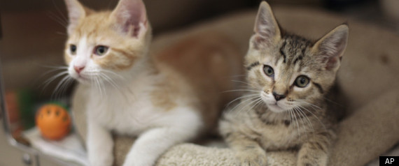 Spay Neuter Programs