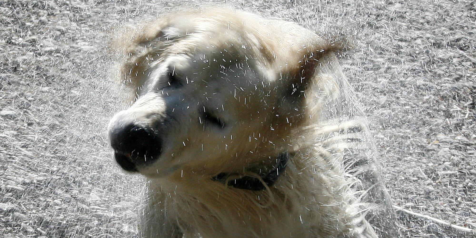 why-do-wet-dogs-stink-here-comes-the-chemistry-huffpost