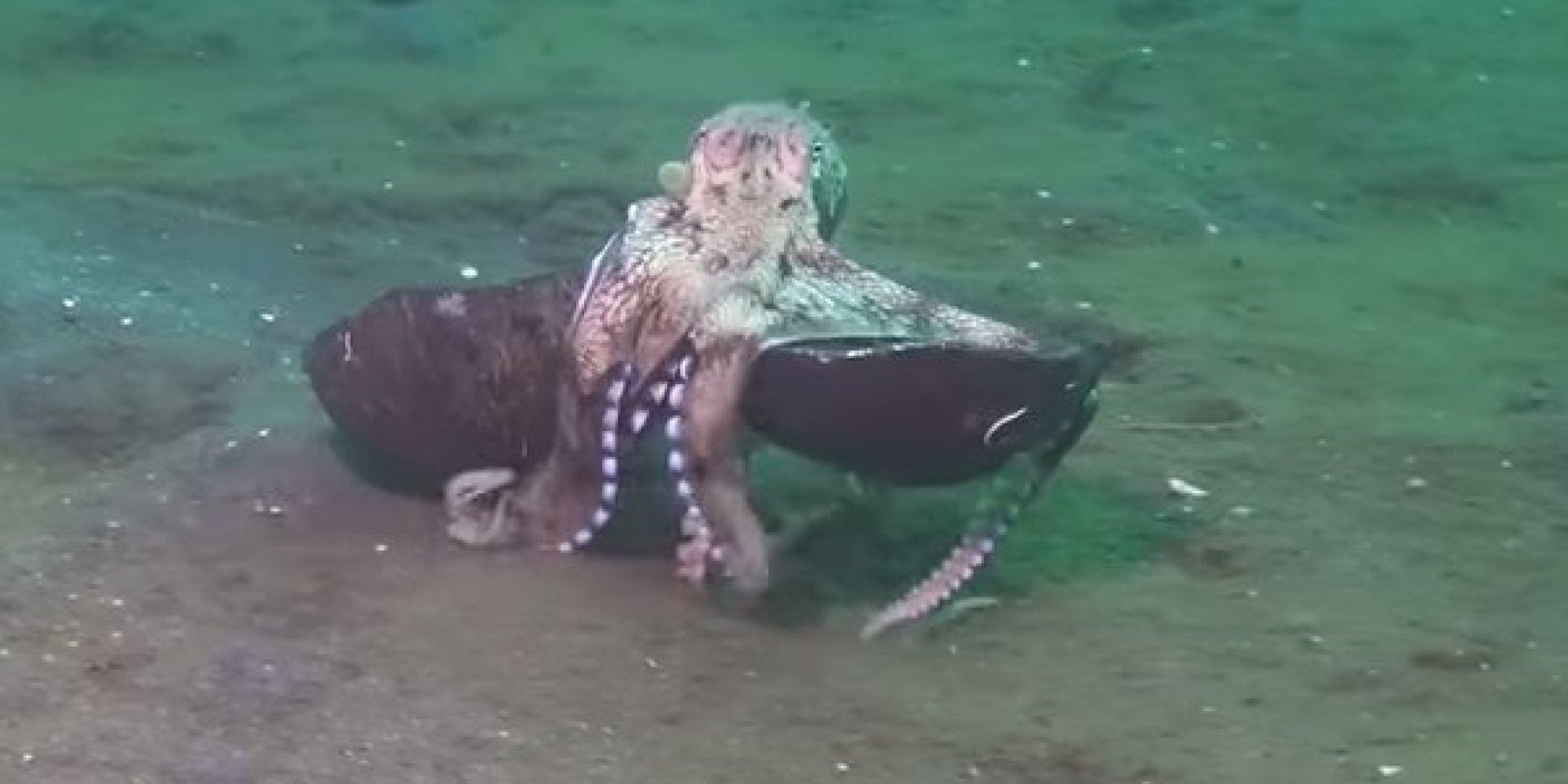 Incredible Octopus Behavior Nearly Caused Scientist To Drown From