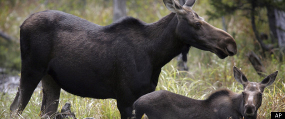 Moose