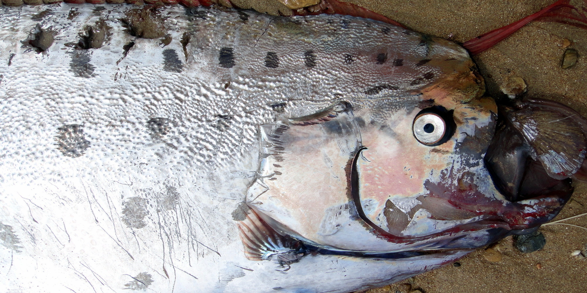 Giant Oarfish Washes Up On California's Catalina Island | HuffPost