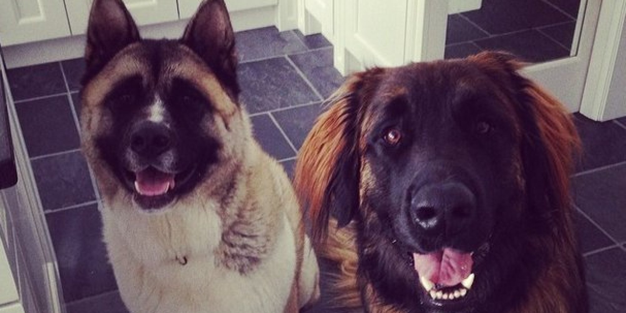 NYC Department Of Health Says Dogs Are 'Unsanitary.' In Reality, Dogs