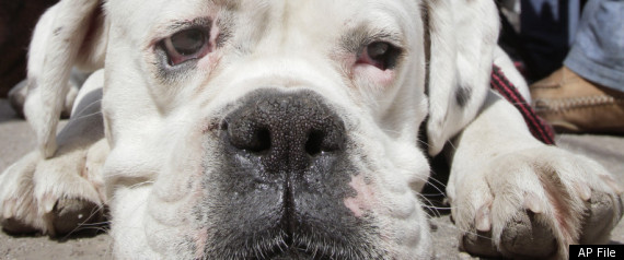 Peta Animal Cruelty North Carolina