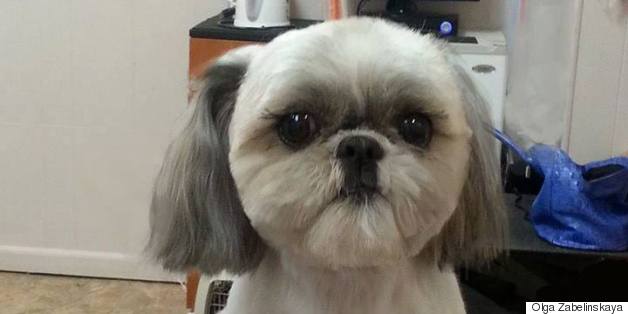 That Crazy Square Haircut For Dogs Is Available In America, Too