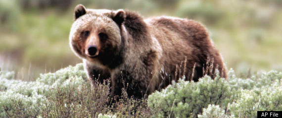 Grizzly Bear Yellowstone Kills Man Mauling