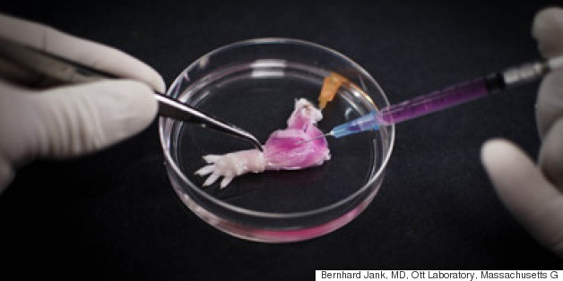 Science Can Now Regenerate Entire Limbs