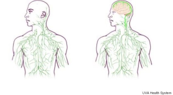 brain immune system