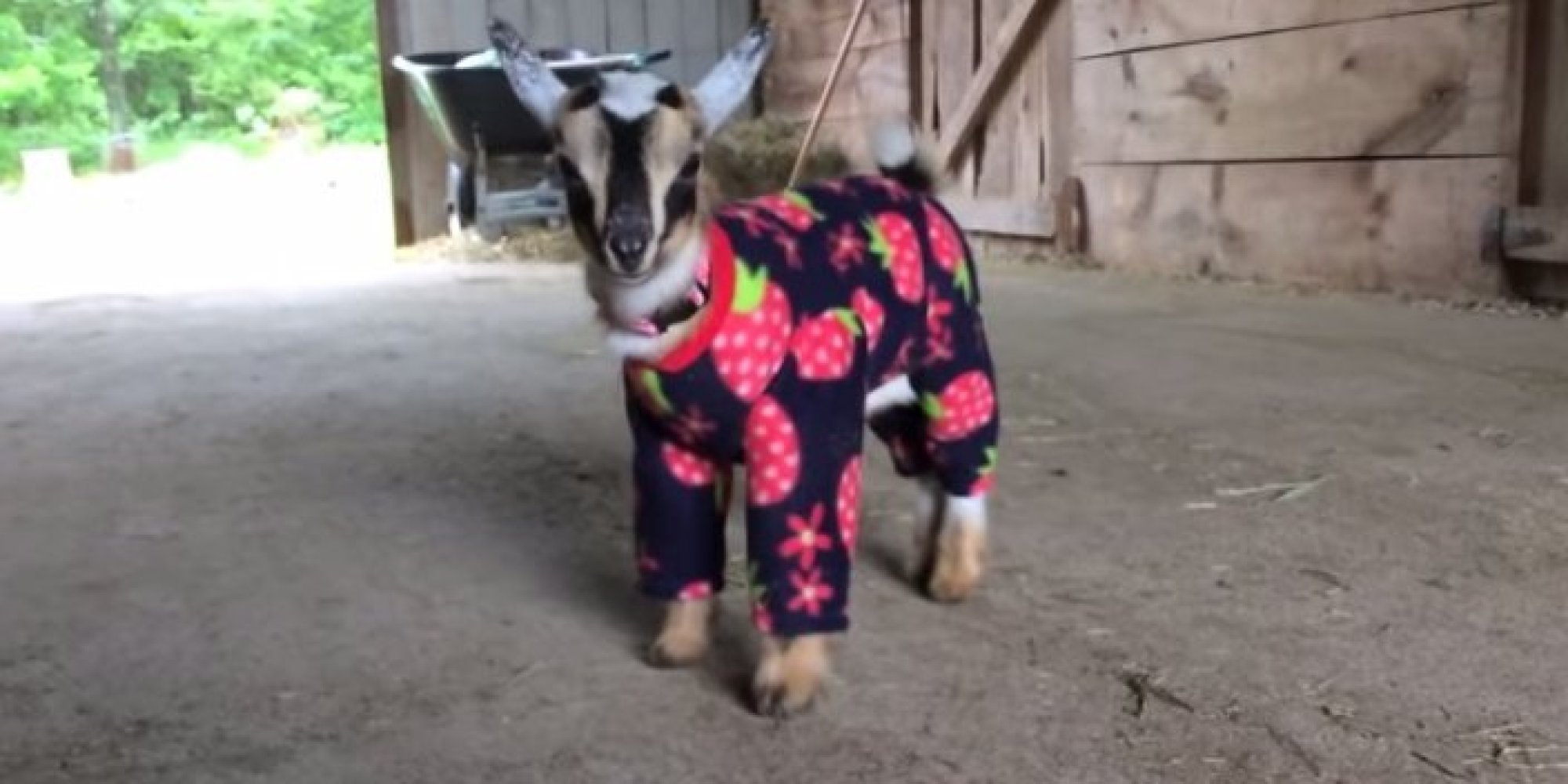 These Goats Dancing In Their Pajamas On A Rainy Day Are All Of Us