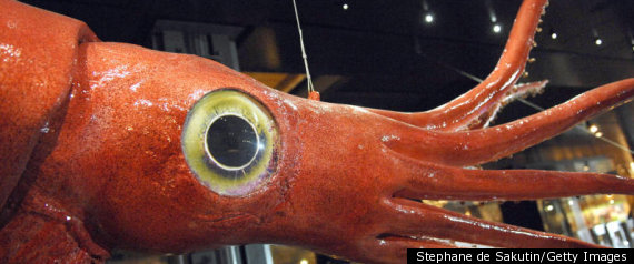 Giant Squid Mating