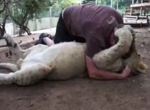 Lion Hugging