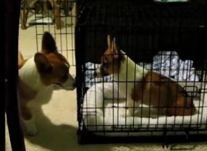 Corgi Jail Break